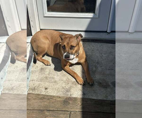 Medium Photo #3 American Pit Bull Terrier-Unknown Mix Puppy For Sale in Jackson Township, NJ, USA