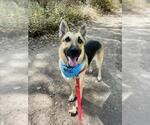 Small #3 German Shepherd Dog