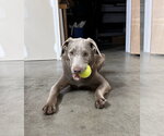 Small #1 Labrador Retriever-Whippet Mix