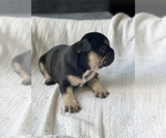 Small Photo #4 French Bulldog Puppy For Sale in LONG ISLAND CITY, NY, USA