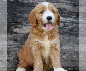 Goldendoodle-Poodle (Standard) Mix Puppy for sale in HONEY BROOK, PA, USA