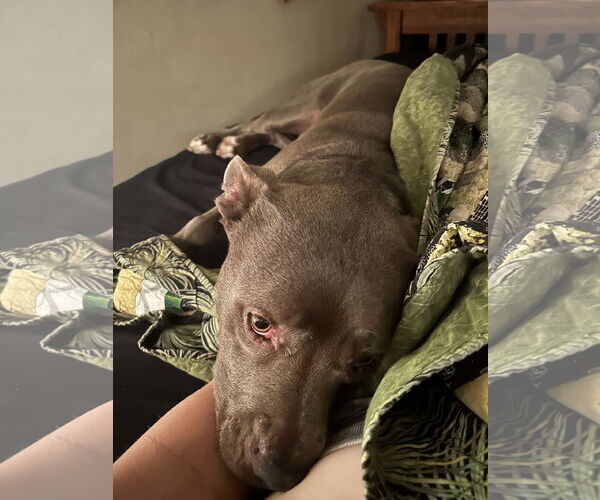 Medium Photo #6 American Pit Bull Terrier-Unknown Mix Puppy For Sale in Davis, CA, USA