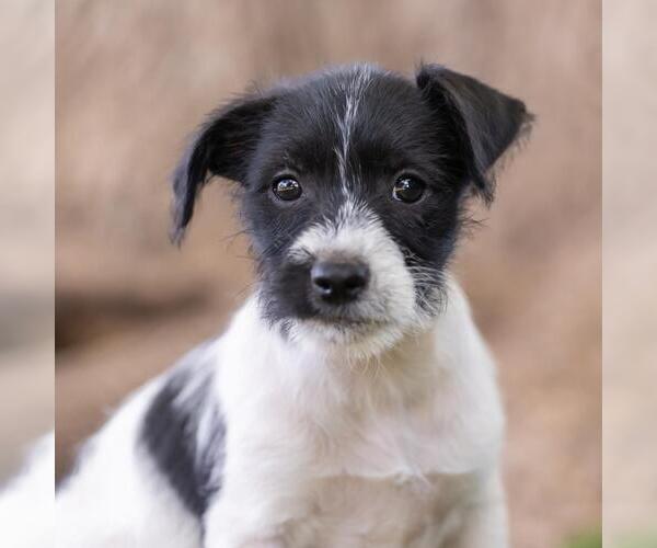 Medium Photo #3 Mutt Puppy For Sale in San Diego, CA, USA