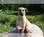Small #4 German Shepherd Dog