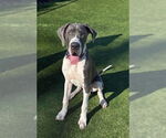 Small Great Dane