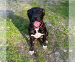 Small #3 Labrador Retriever Mix