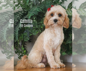 Mother of the Cavapoo puppies born on 07/13/2025