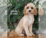 Small Photo #1 Cavapoo Puppy For Sale in JONES, MI, USA