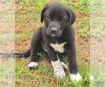 Small #1 Labrador Retriever Mix