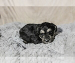 Small Photo #8 Schnoodle (Miniature) Puppy For Sale in AURORA, CO, USA