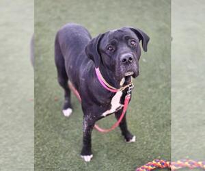 Mutt Dogs for adoption in Las Vegas, NV, USA