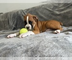 Small Photo #58 Boxer Puppy For Sale in WEST COLUMBIA, SC, USA