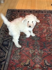 Goldendoodle-Poodle (Standard) Mix Puppy for sale in GREAT BARRINGTON, MA, USA