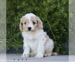 Small #2 Cavapoo