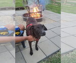 Small Photo #1 Labrador Retriever-Unknown Mix Puppy For Sale in Germantown, OH, USA