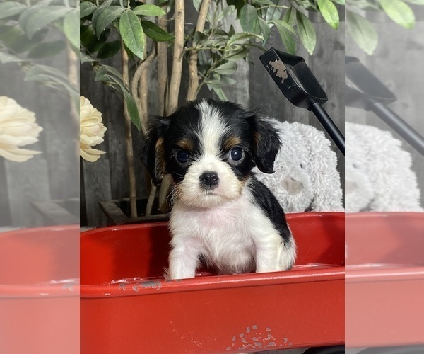 Medium Photo #1 Cavalier King Charles Spaniel Puppy For Sale in CANOGA, NY, USA