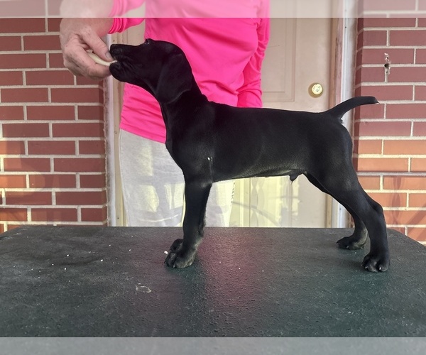 Medium Photo #1 German Shorthaired Pointer Puppy For Sale in LINCOLN, NE, USA