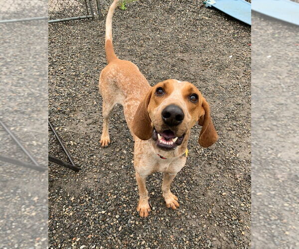 Medium Photo #2 Mutt Puppy For Sale in Elmsford, NY, USA