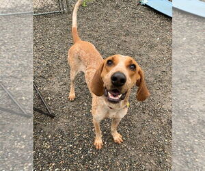 Davy - Male Mutt Dog for Adoption - Photo #2