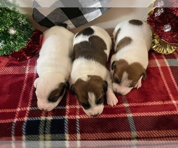 Medium Photo #3 Jack Russell Terrier Puppy For Sale in LINCOLN, IL, USA