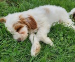 Small #11 Bernedoodle (Miniature)