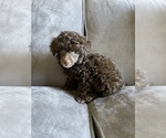Small Photo #1 Poodle (Toy) Puppy For Sale in HAYWARD, CA, USA