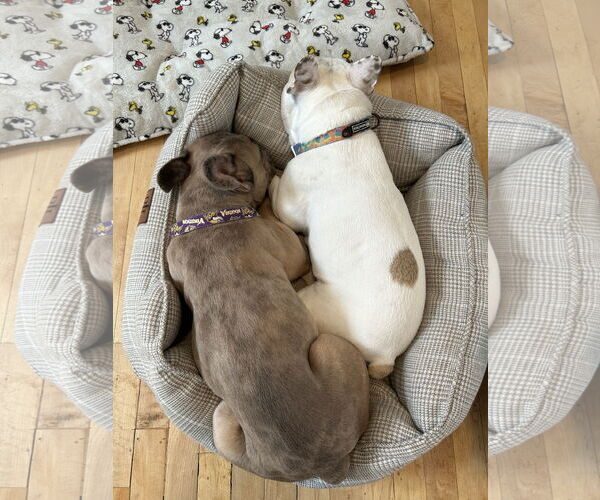 Medium Photo #6 French Bulldog Puppy For Sale in St. Louis Park, MN, USA