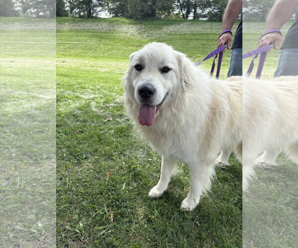 Medium Photo #1 Great Pyrenees Puppy For Sale in Parker Ford, PA, USA