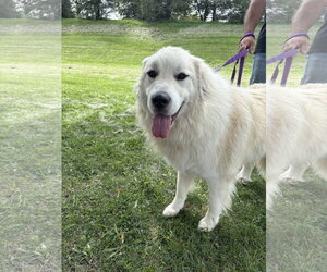 Great Pyrenees Dogs for adoption in Parker Ford, PA, USA