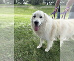 Jones - Male Great Pyrenees Dog for Adoption - Small photo