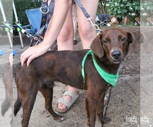 Opie - Male Colonial Cocker Spaniel-Unknown Mix Dog for Adoption - Photo #4