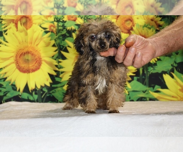 Medium Photo #8 Poodle (Toy) Puppy For Sale in DYERSBURG, TN, USA
