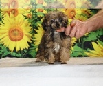 Marbles - Male Poodle (Toy) Puppy for Sale - Photo #8