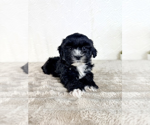 Medium Photo #3 ShihPoo Puppy For Sale in GREENFIELD, IN, USA