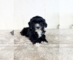 Small #2 ShihPoo