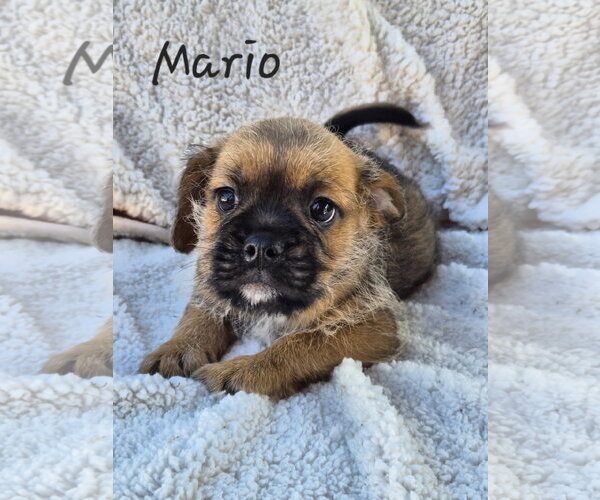 Medium Photo #1 Pug-Unknown Mix Puppy For Sale in Phelan, CA, USA