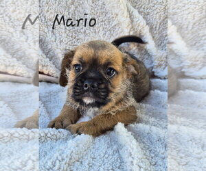 Pug-Unknown Mix Dogs for adoption in Phelan, CA, USA