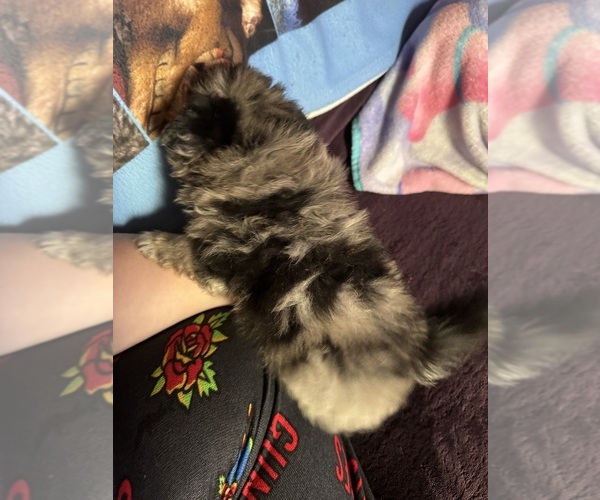 Medium Photo #4 Pomeranian Puppy For Sale in MOUNTAIN VIEW, MO, USA