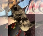 Small #3 Pomeranian