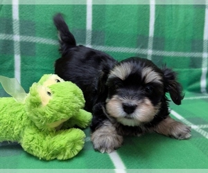 Havanese Puppy for Sale in POST FALLS, Idaho USA