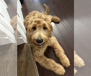 Mother of the Goldendoodle (Miniature) puppies born on 08/30/2025