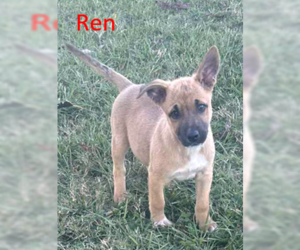 Mutt Dogs for adoption in Wakefield, RI, USA