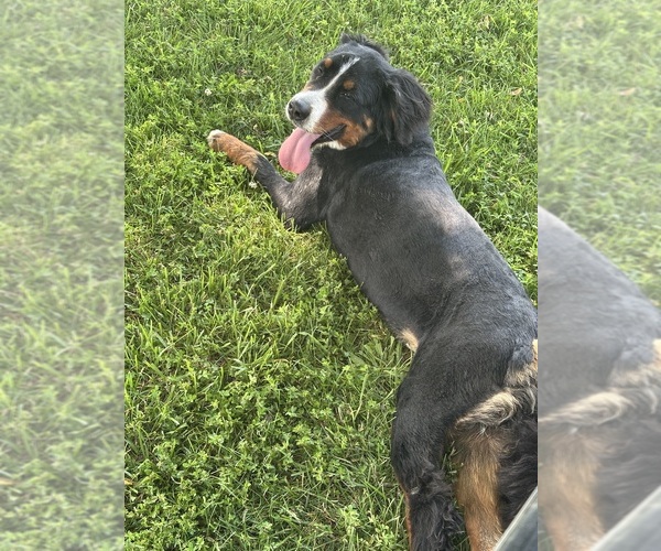 Medium Photo #1 Bernese Mountain Dog Puppy For Sale in Wellsville, MO, USA