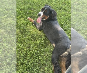 Bernese Mountain Dog Dog for Adoption in Wellsville, Missouri USA