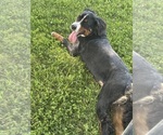 Small Bernese Mountain Dog