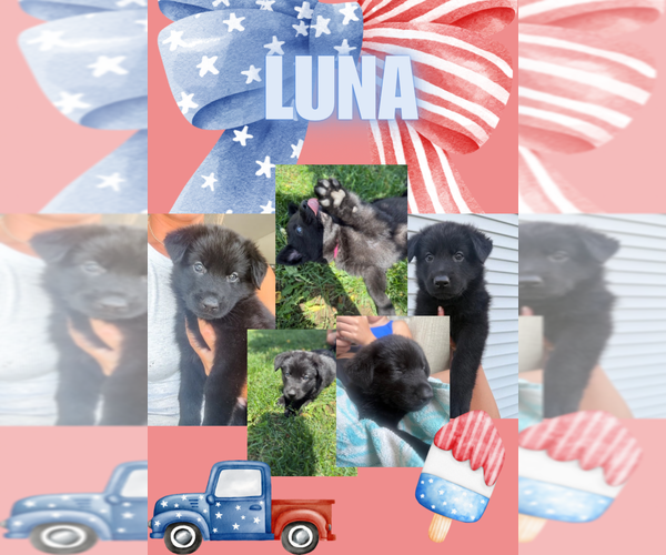 Medium Photo #1 German Shepherd Dog Puppy For Sale in HUDSONVILLE, MI, USA