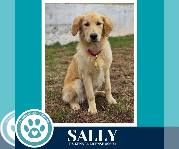 Medium Photo #1 Golden Retriever-Unknown Mix Puppy For Sale in Kimberton, PA, USA