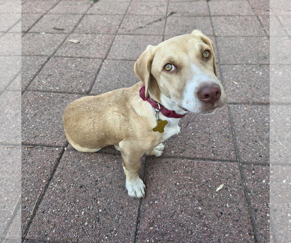 Medium Photo #5 Basset Hound-Unknown Mix Puppy For Sale in Sandy, UT, USA