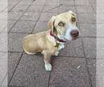 Small #4 Basset Hound Mix
