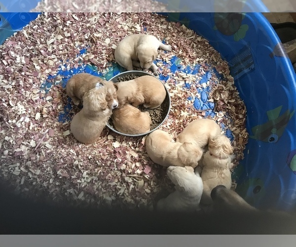 Medium Photo #7 Labrador Retriever Puppy For Sale in CONRATH, WI, USA